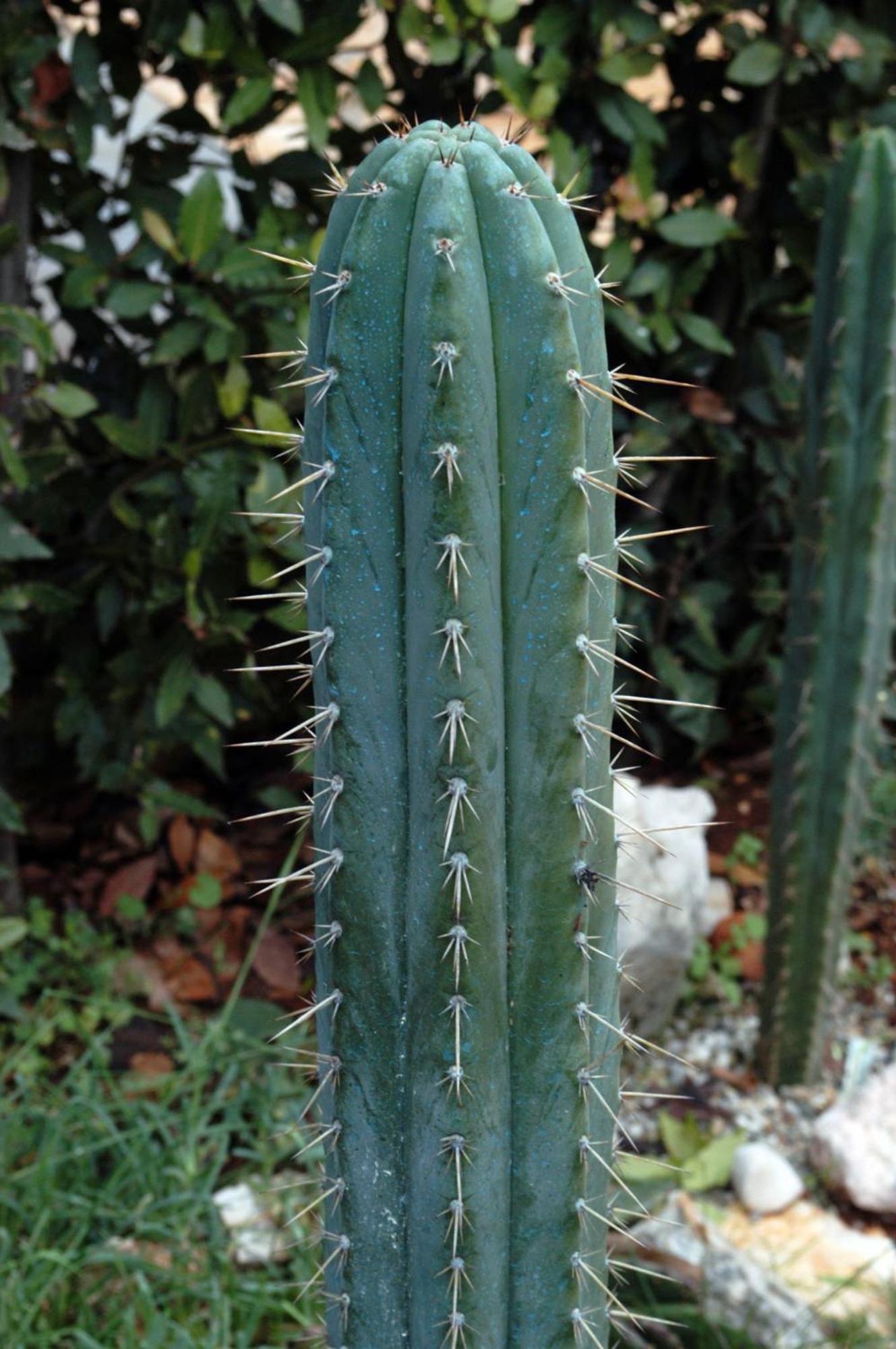 Cactus House Gaspar Apartment Zadar